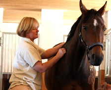 Tierrztin Dr. Sabine Wettengel bei der Pferdeakupunktur